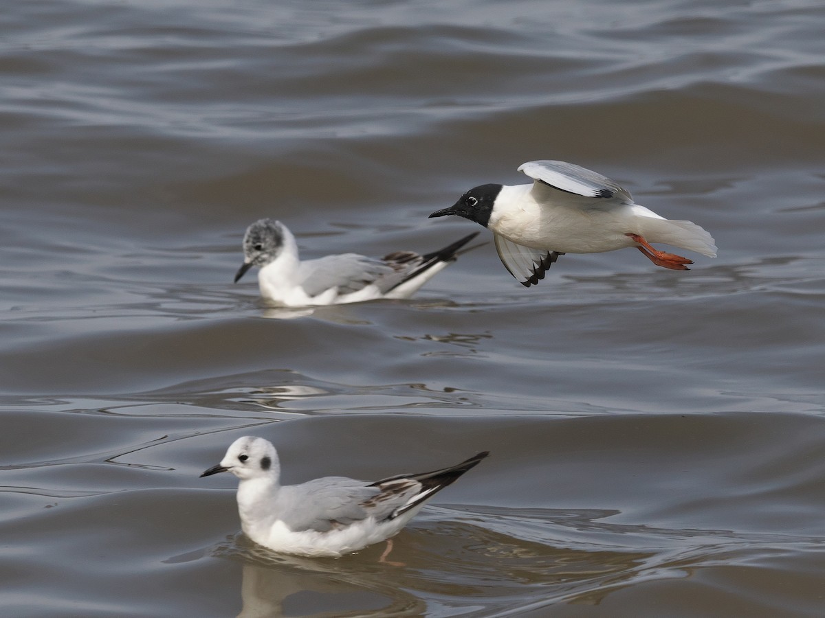 Bonaparte's Gull - ML560803801