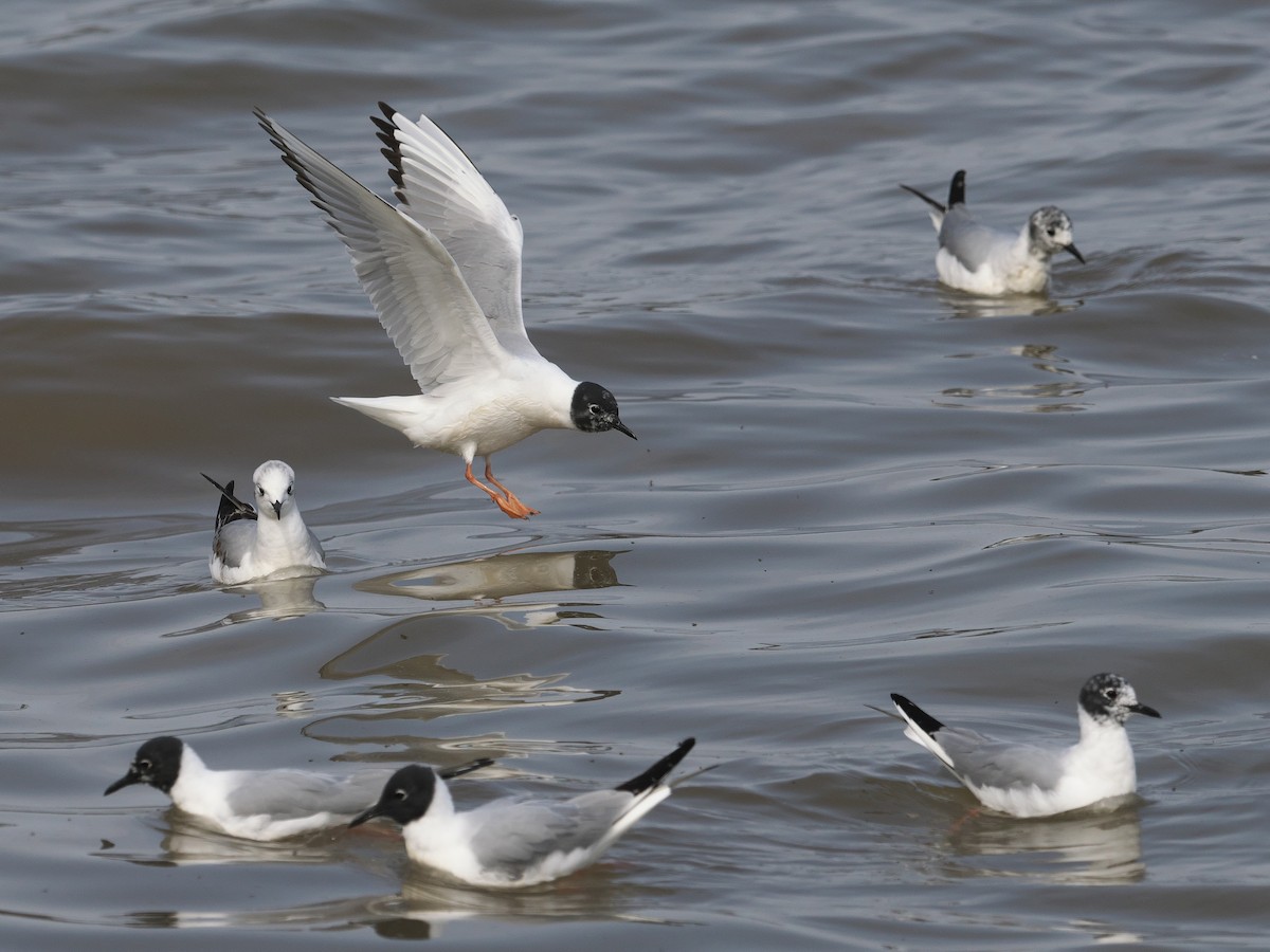 Bonaparte's Gull - ML560803811