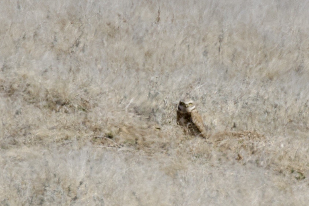 Burrowing Owl - ML560804951