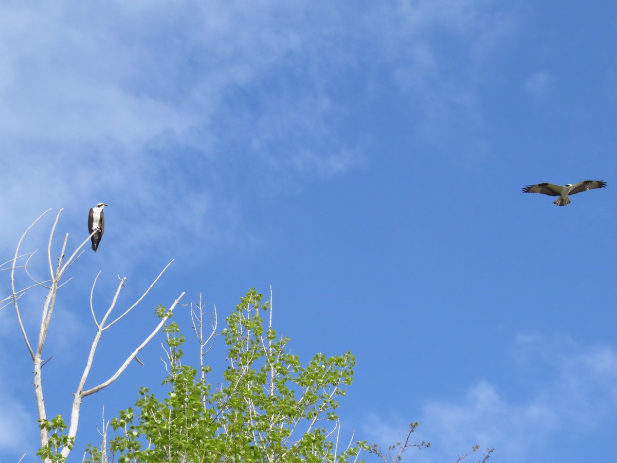 Águila Pescadora - ML56080551