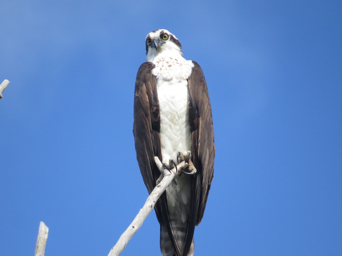 Águila Pescadora - ML56080561