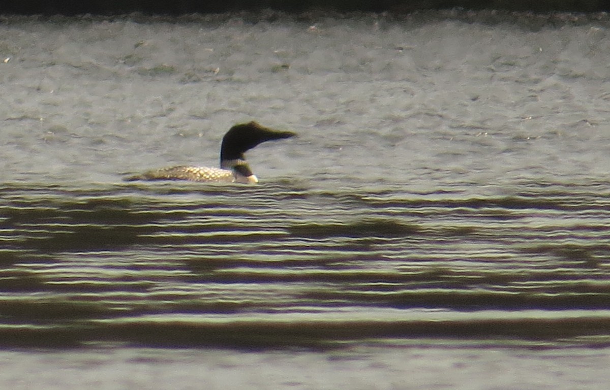 Common Loon - ML560805641