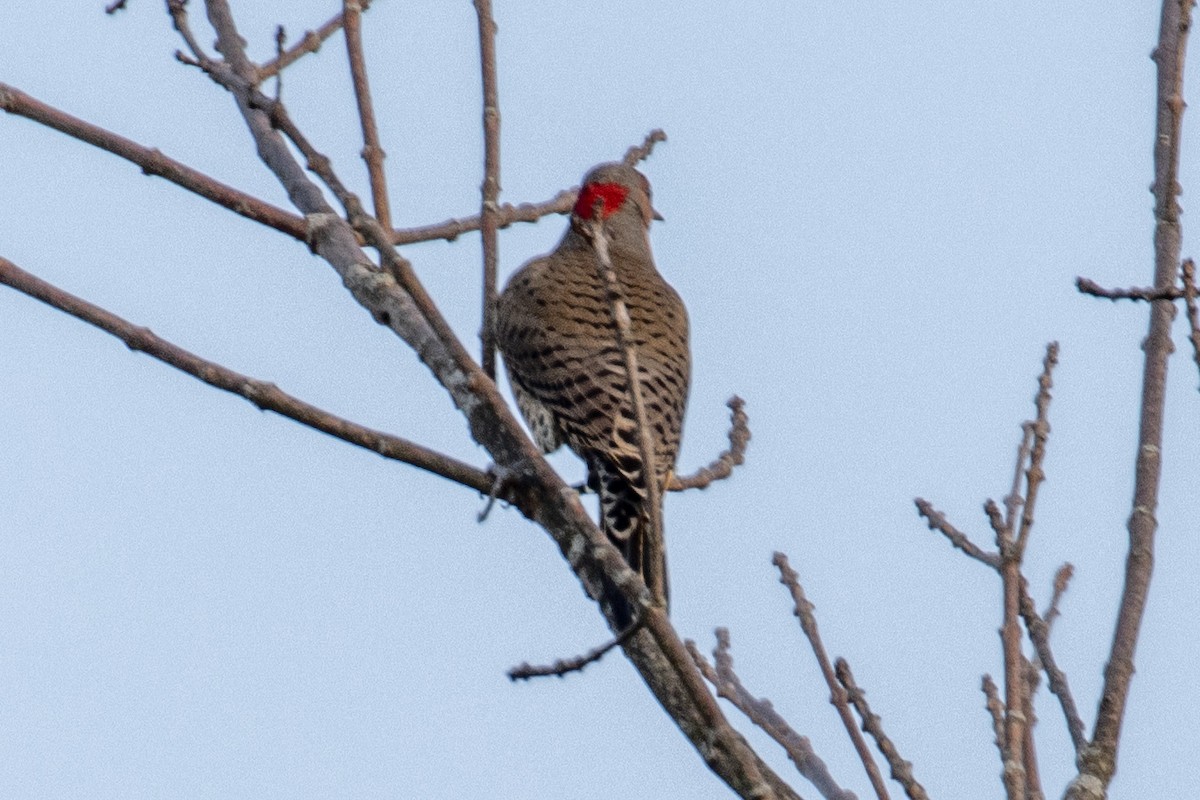 Northern Flicker - ML560806001