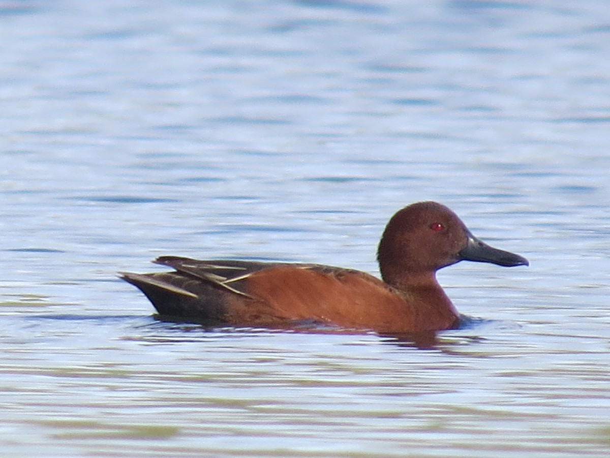 Cinnamon Teal - ML56080631