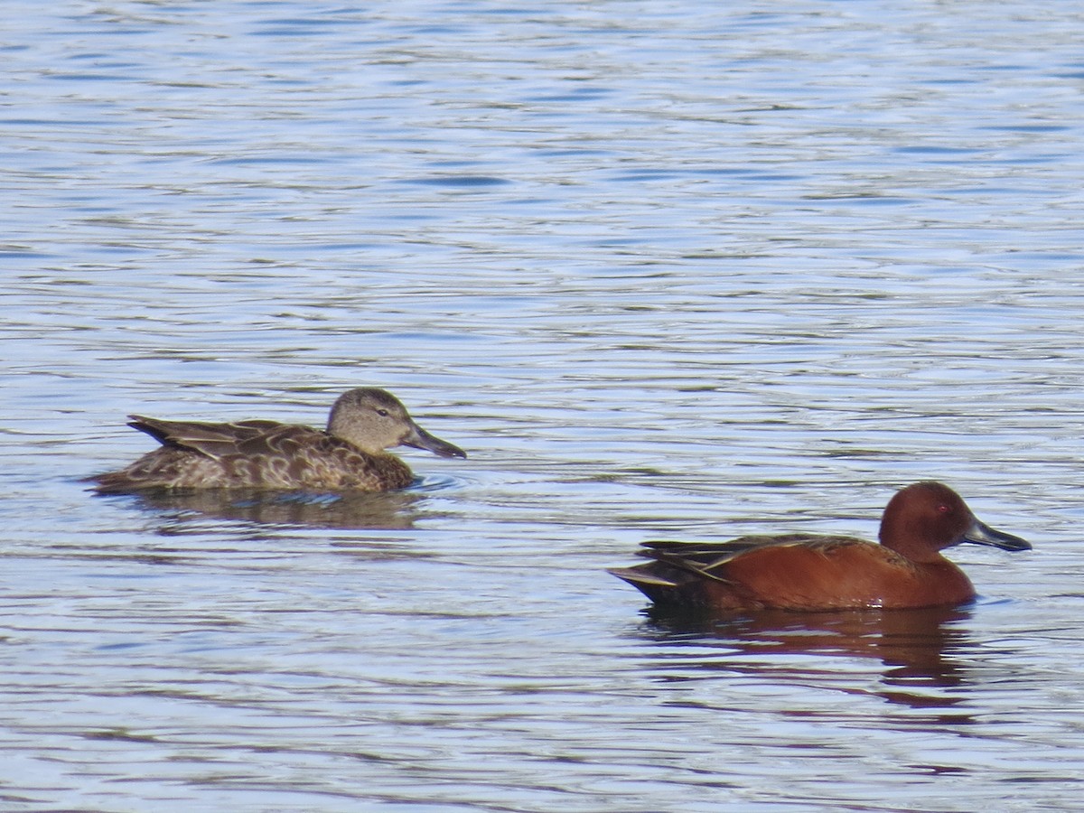 Cinnamon Teal - ML56080651