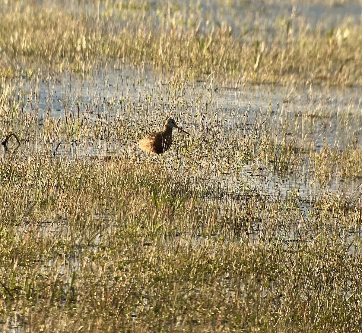 Hudsonian Godwit - ML560806551