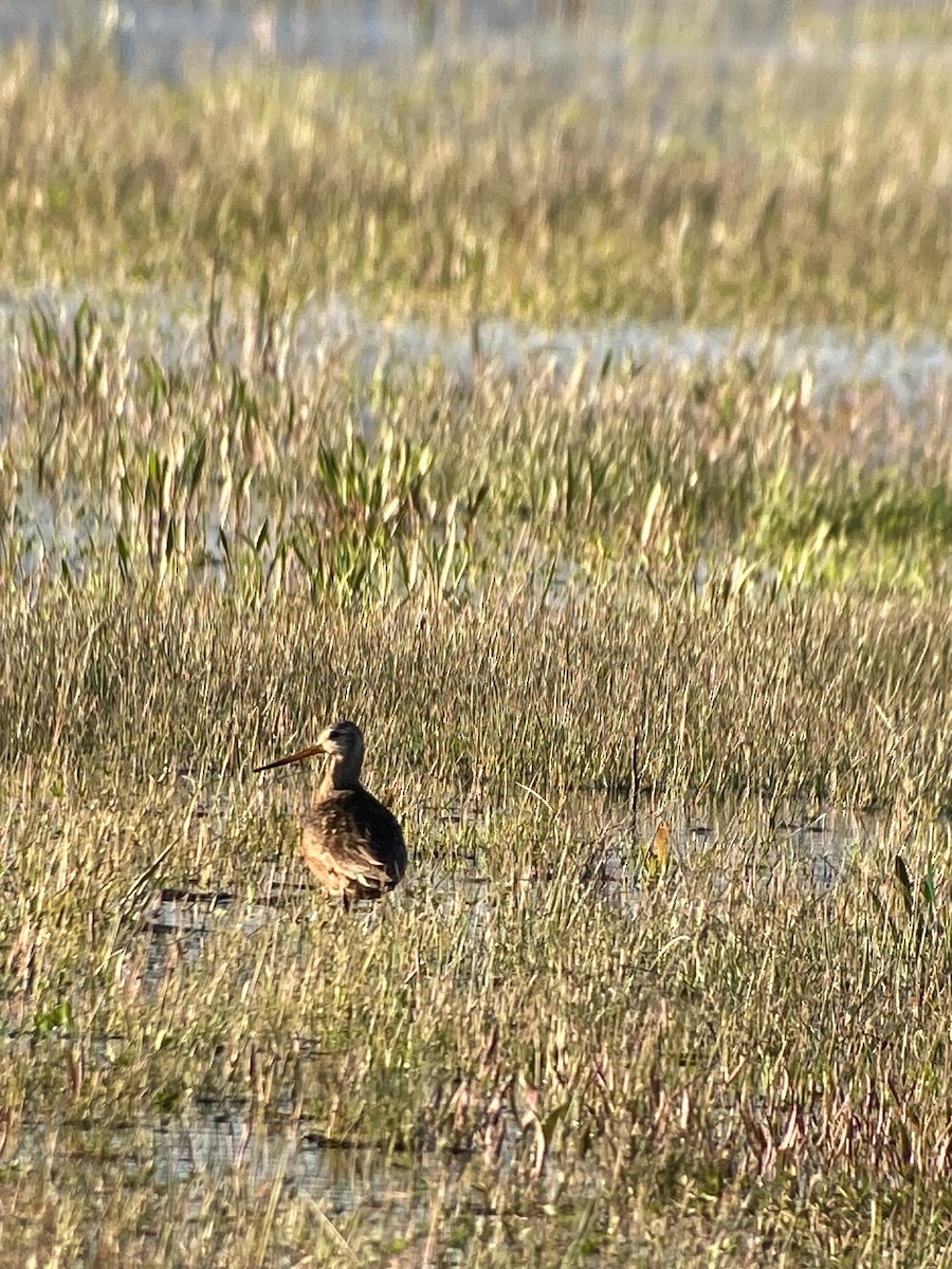 Hudsonian Godwit - ML560806891