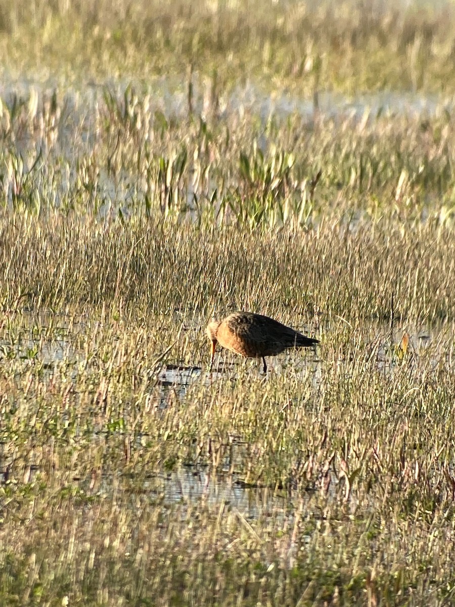 Hudsonian Godwit - Craig Dodson