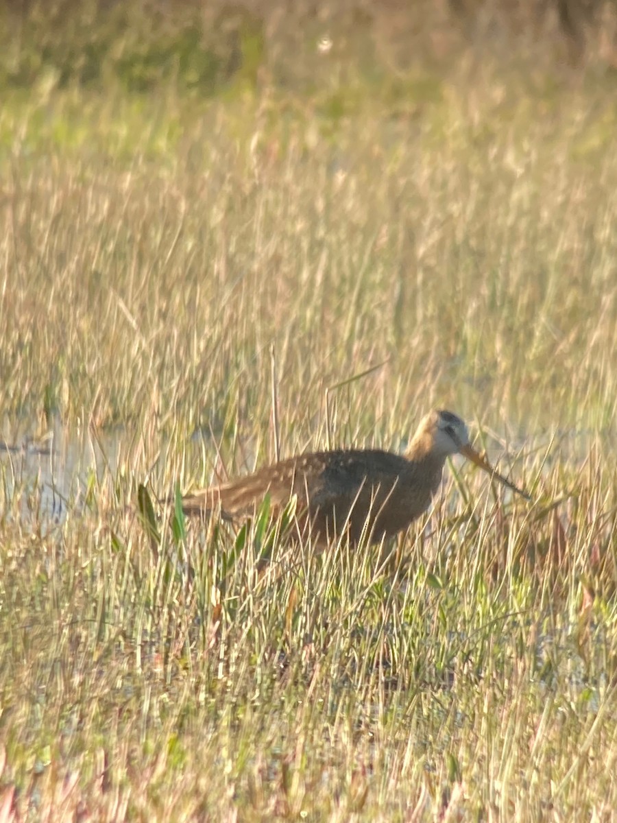 Hudsonian Godwit - Craig Dodson