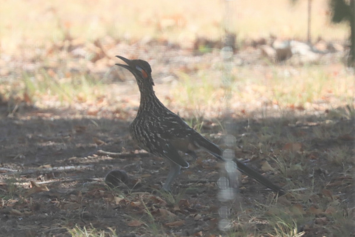 Greater Roadrunner - Meredith Wallace