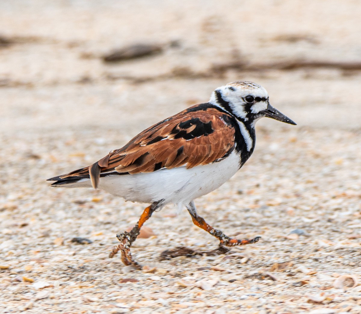 Ruddy Turnstone - ML560808071