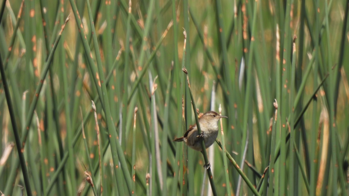 Marsh Wren - Karen Evans