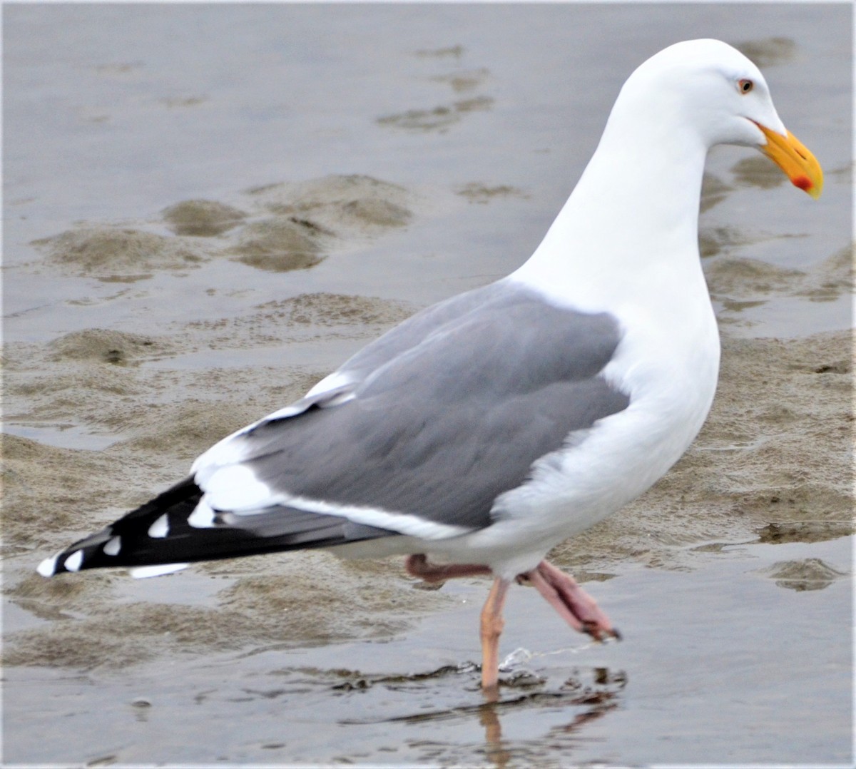 Western Gull - ML560811861