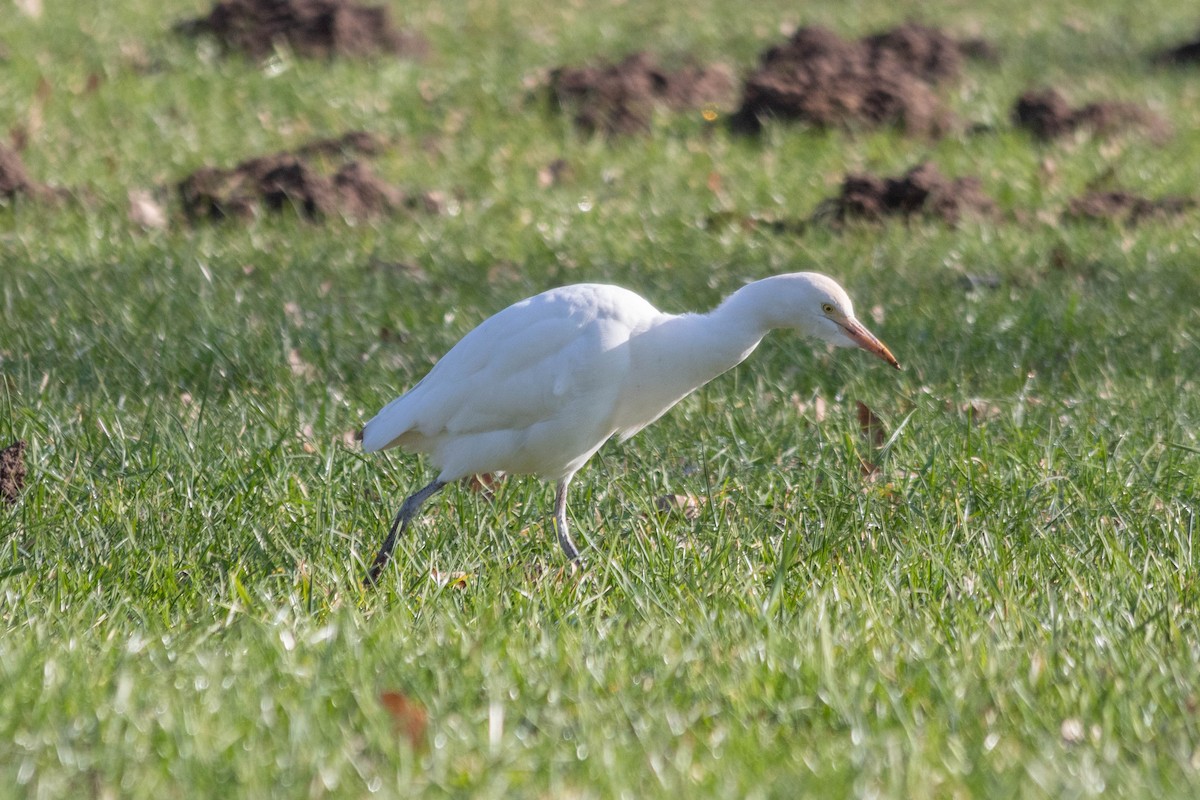 Western Cattle-Egret - ML560812681