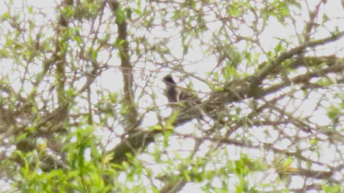 Great Spotted Cuckoo - Oli Bailey