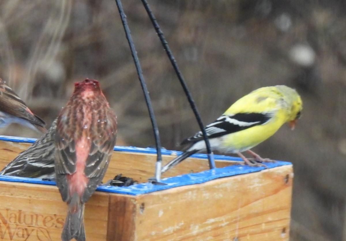 American Goldfinch - ML560815101