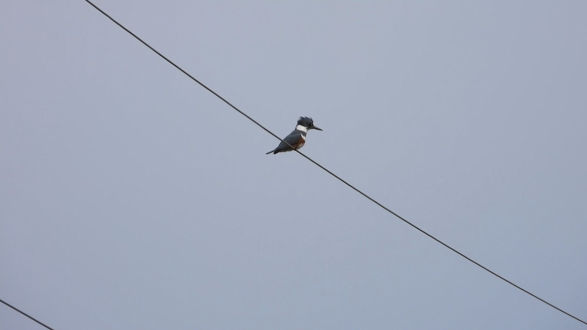 Belted Kingfisher - ML560815191