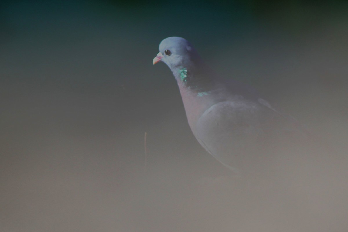 Stock Dove - ML560816121