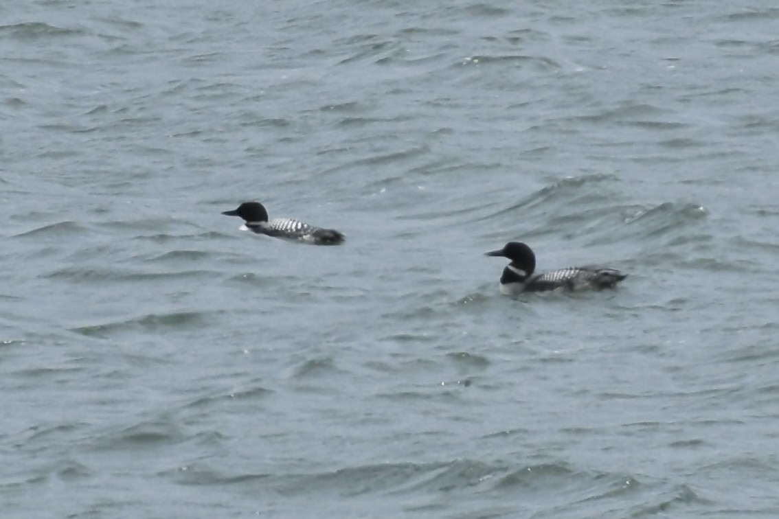 Common Loon - ML560816911