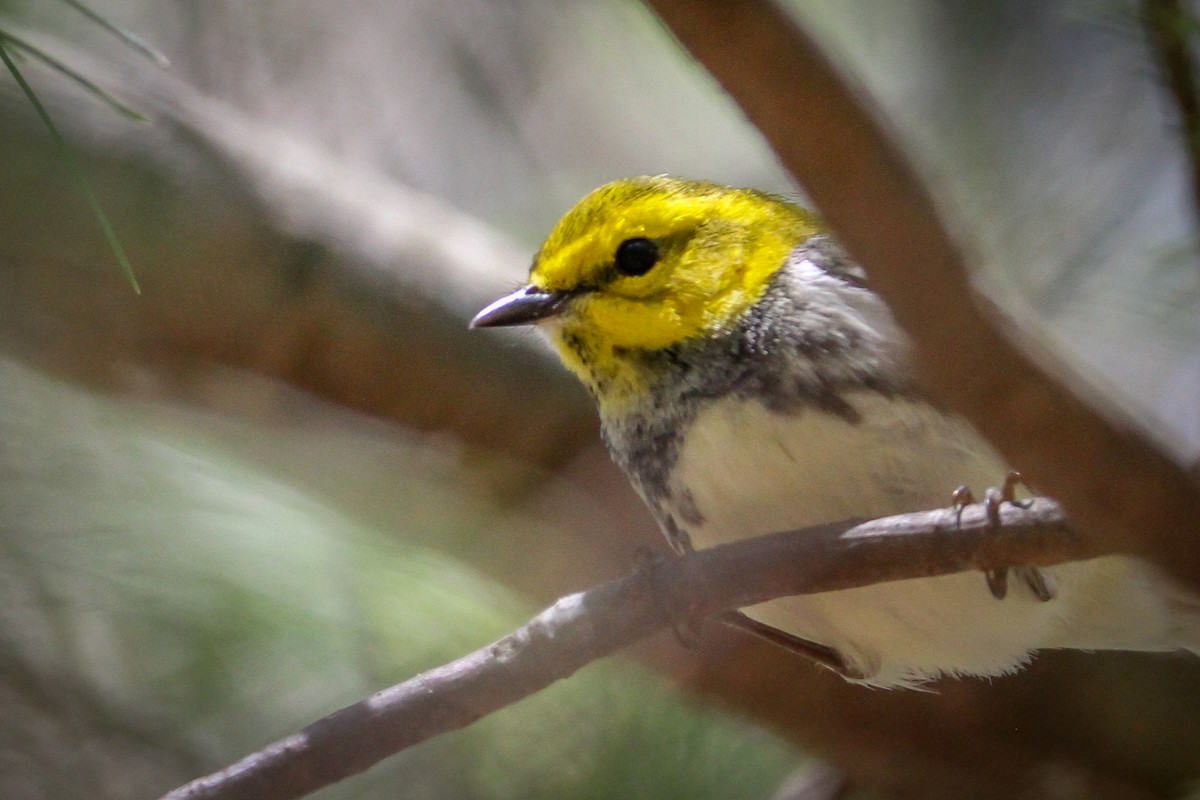 Black-throated Green Warbler - Denise Hargrove