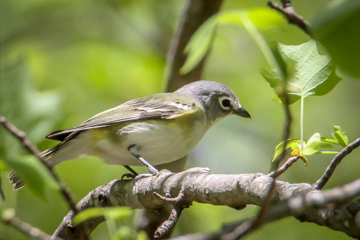 eremittvireo - ML560817811