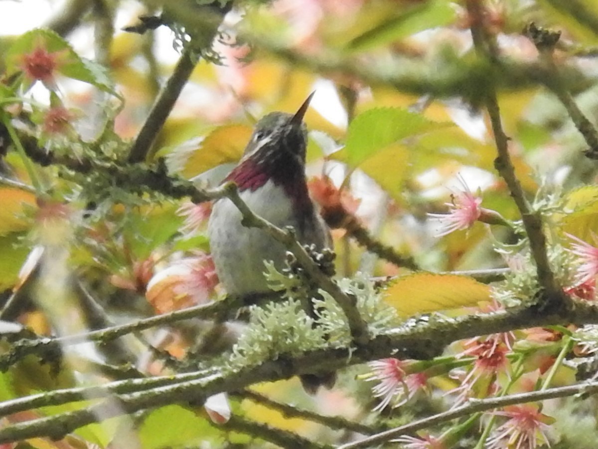 Calliope Hummingbird - ML560818791