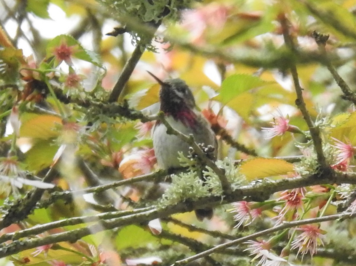 Calliope Hummingbird - ML560818801