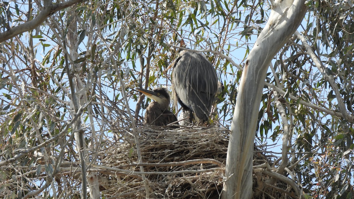 Great Blue Heron - ML560820301