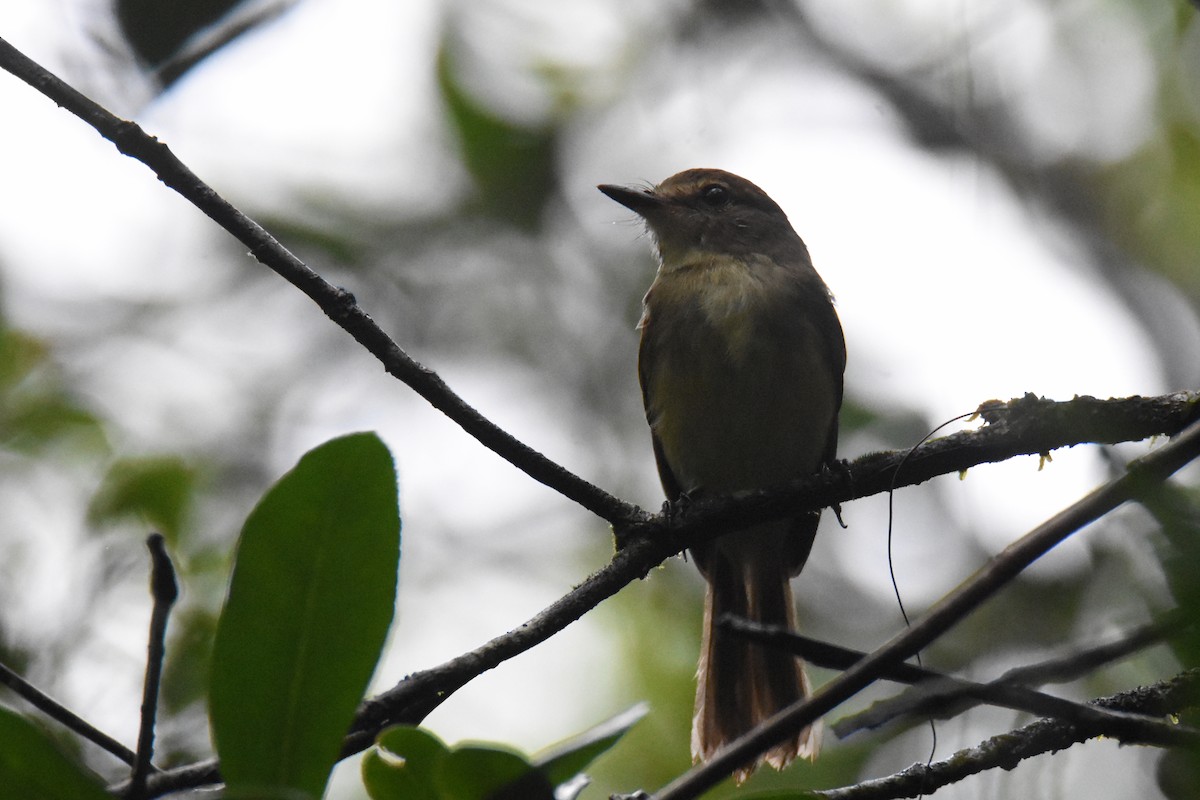 Fuscous Flycatcher (Fuscous) - ML560821701