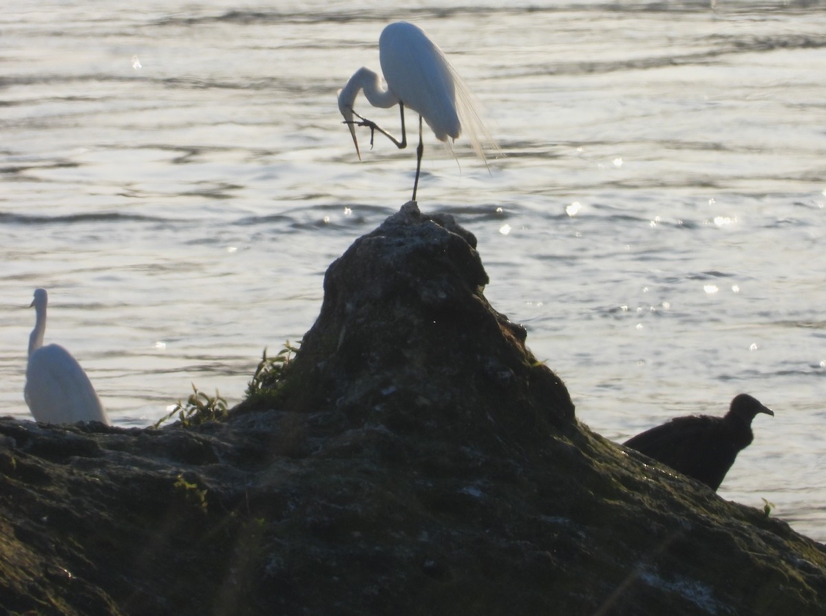 Great Egret - ML560823271