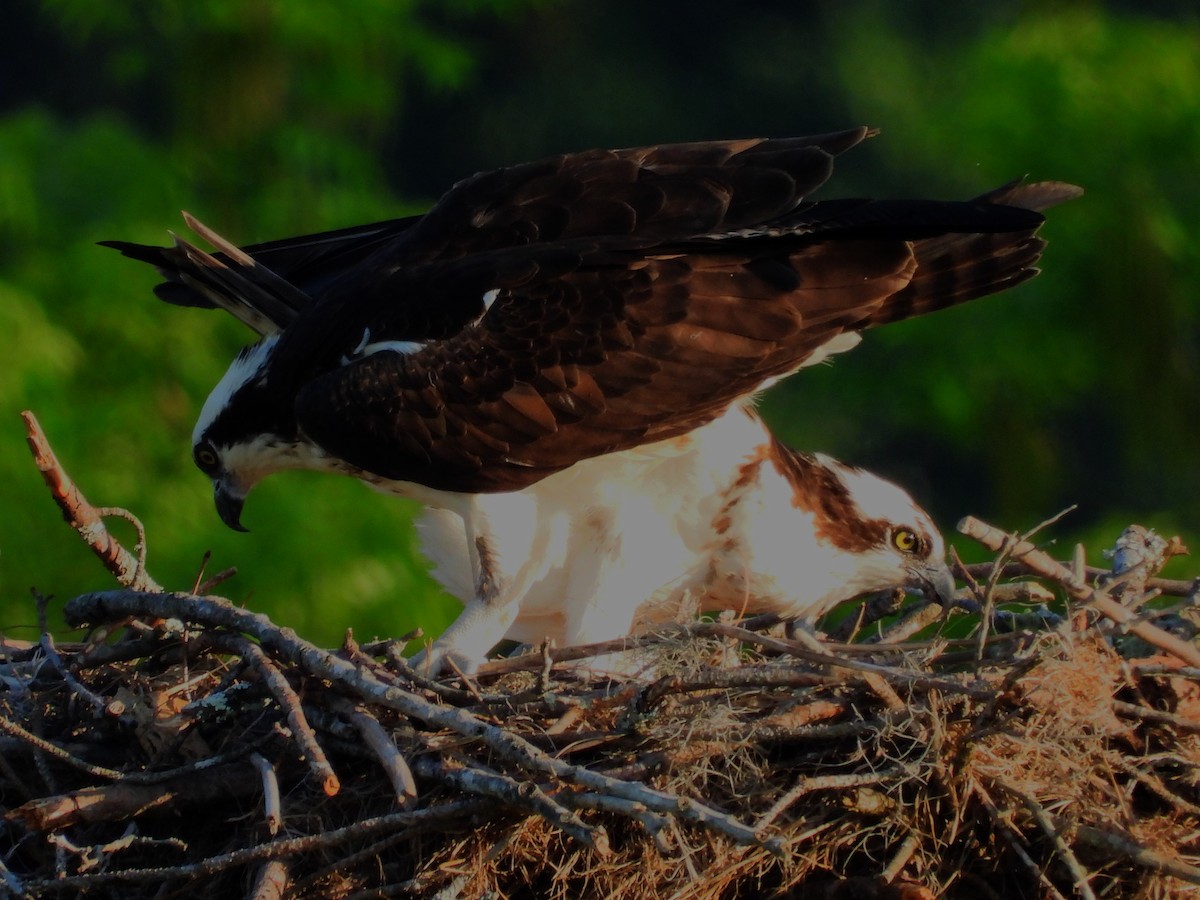 Águila Pescadora (carolinensis) - ML560823311