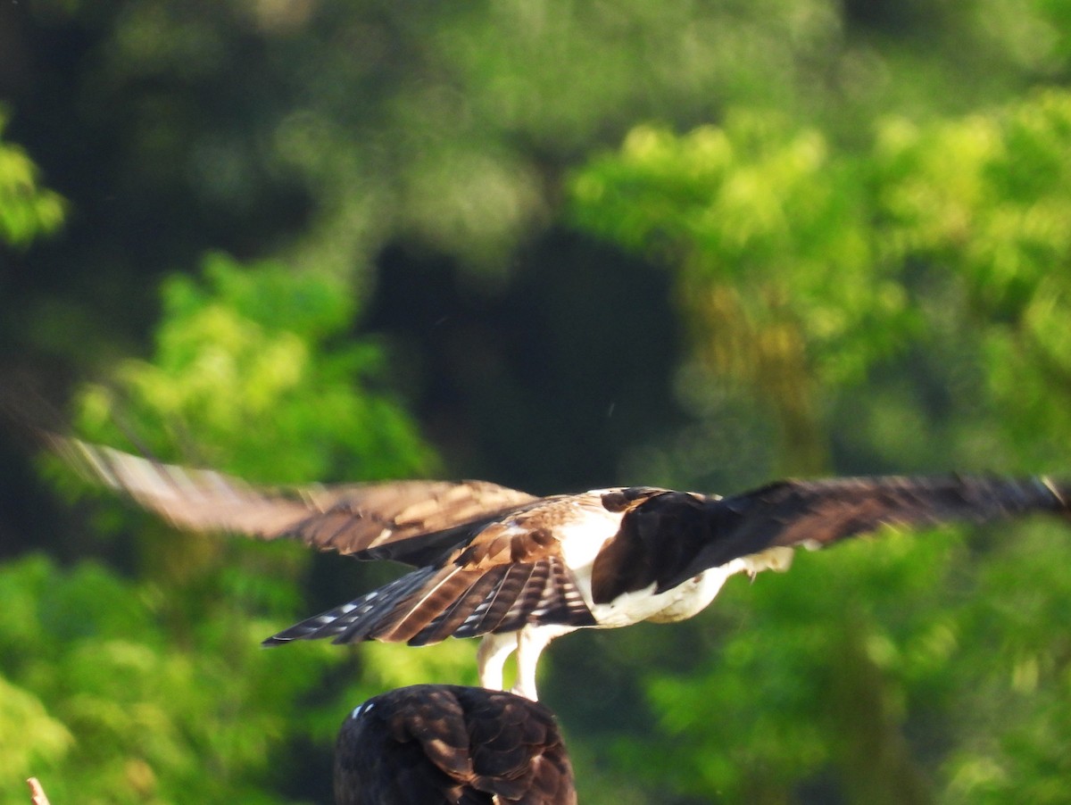 Águila Pescadora (carolinensis) - ML560823321