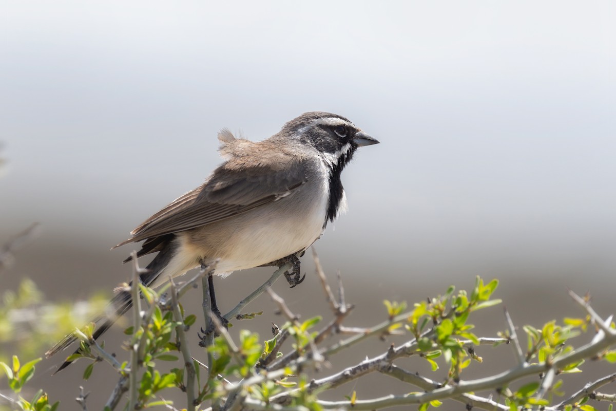 Black-throated Sparrow - ML560826291