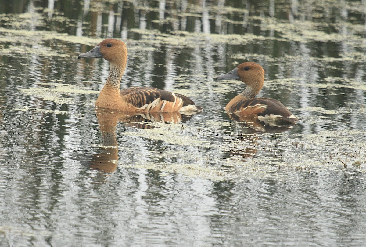 Fulvous Whistling-Duck - Esme Rosen