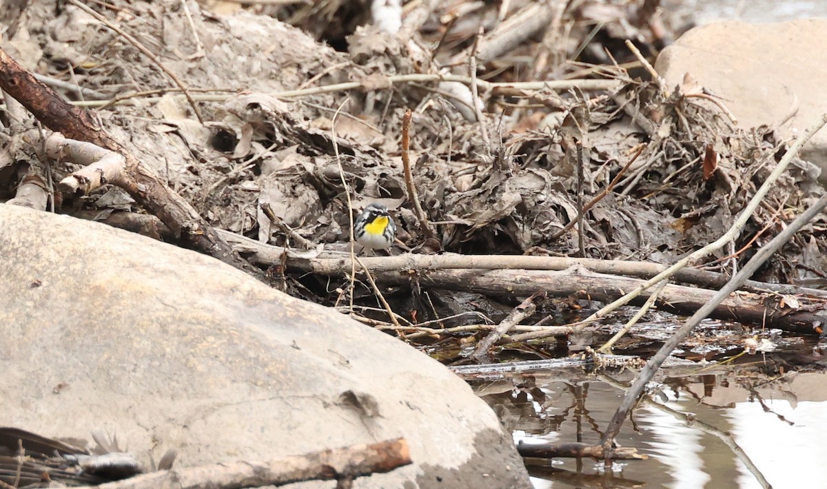 Yellow-throated Warbler - ML560829401