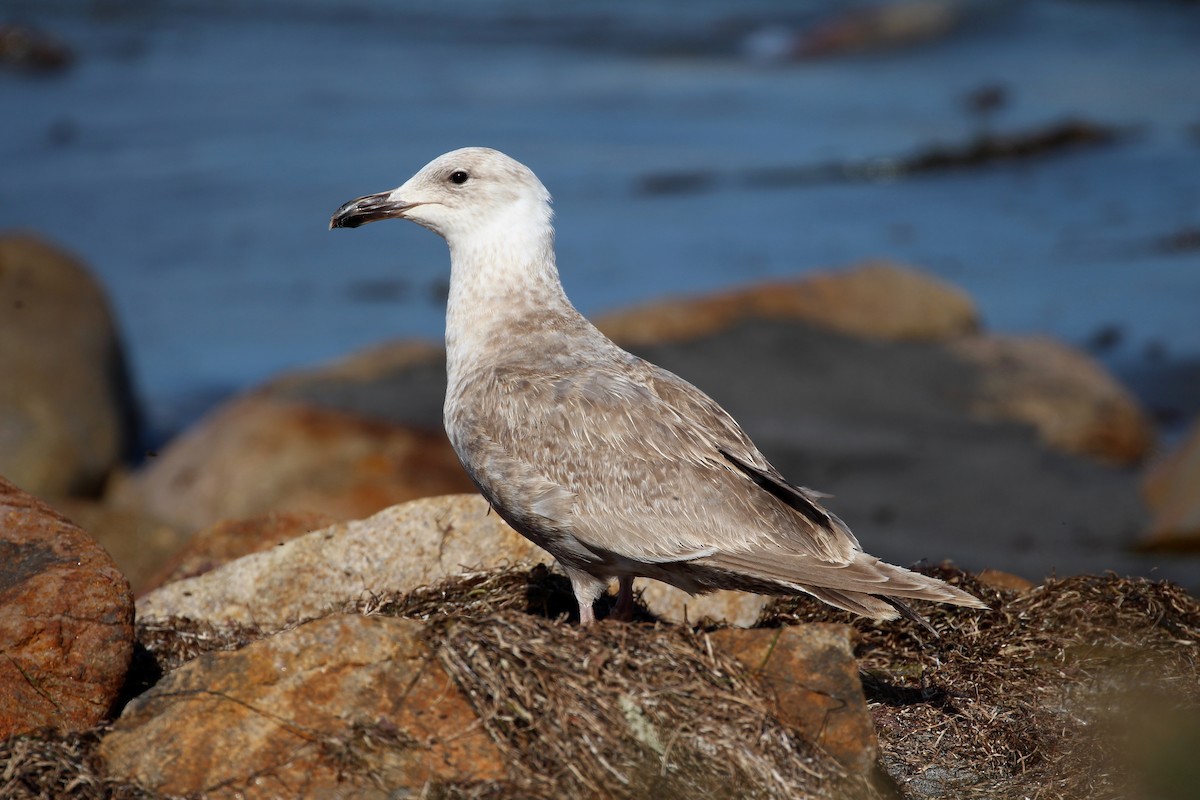 Glaucous-winged Gull - ML56082981