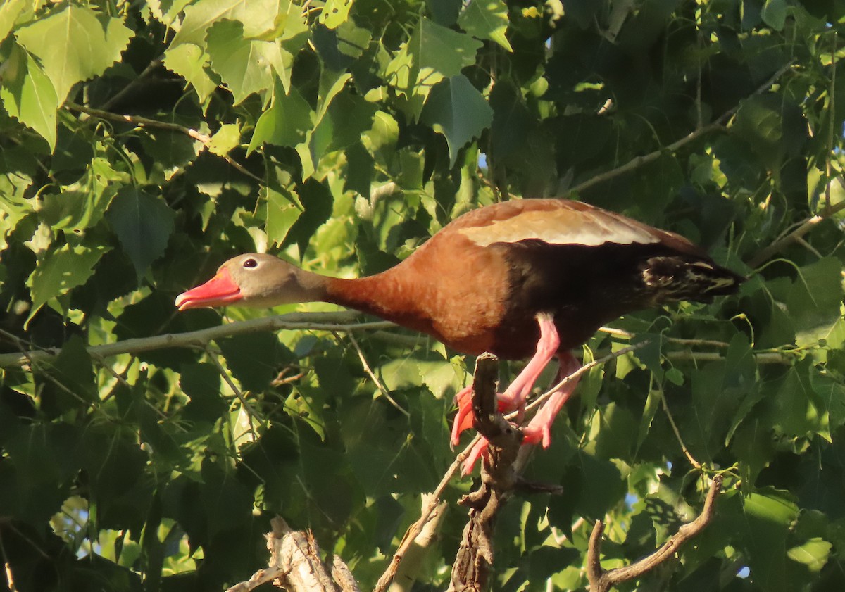 Black-bellied Whistling-Duck - ML560830871