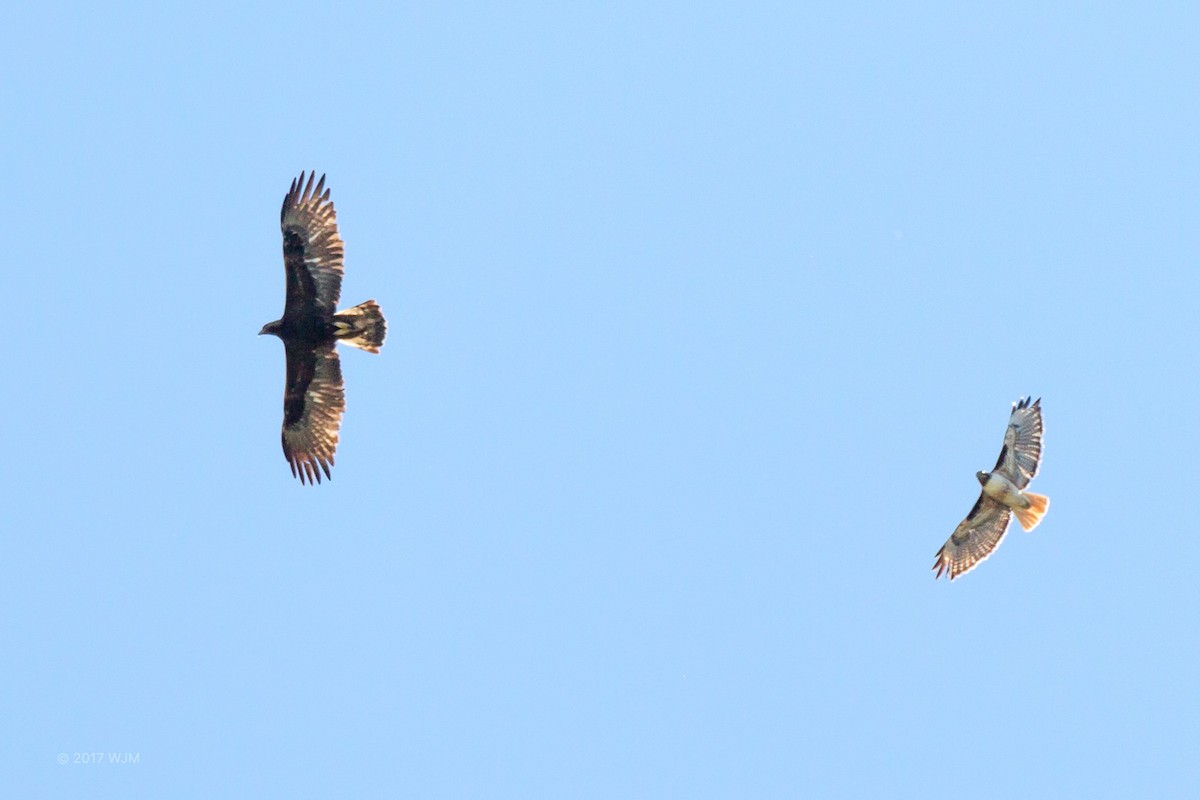 Águila Real - ML56083131