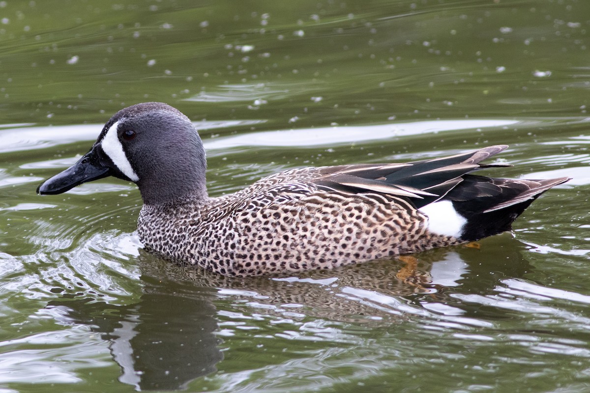 Blue-winged Teal - ML560831781