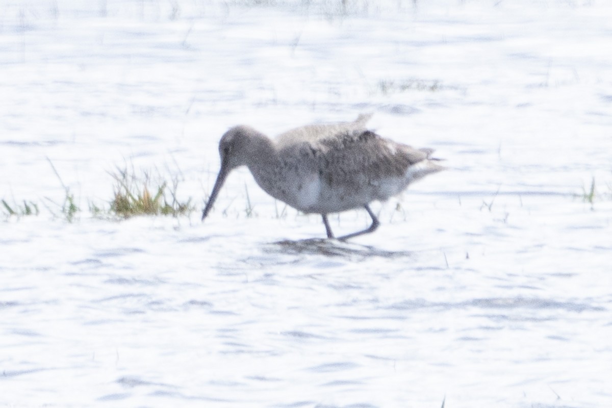 Willet - ML560832031