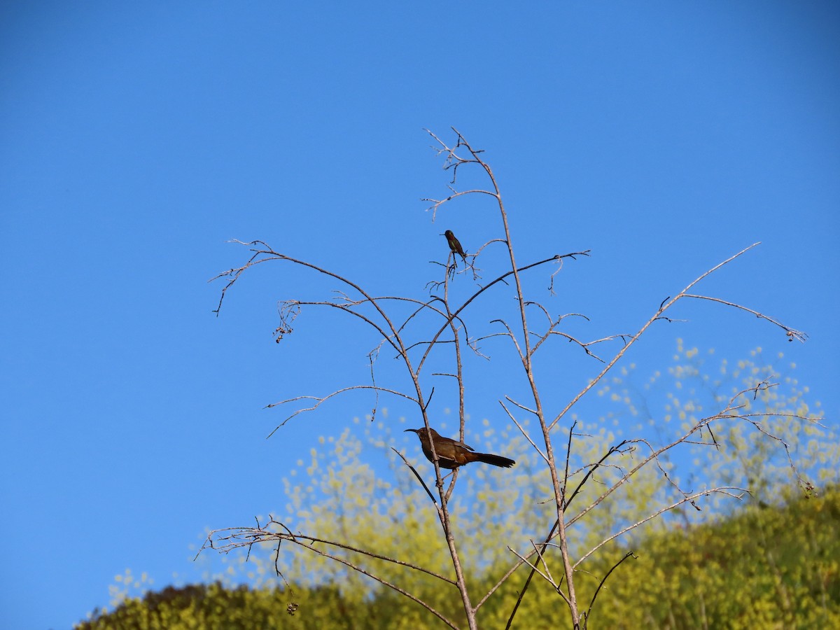 California Thrasher - ML560833261