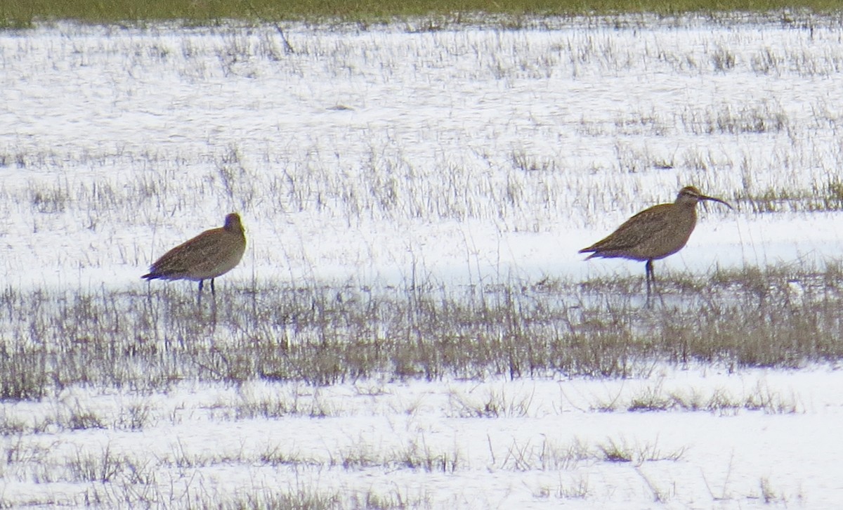 Whimbrel - Mike Hearell