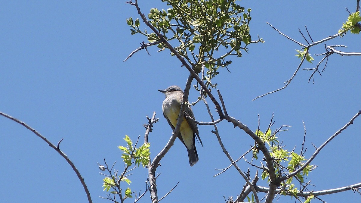 Western Kingbird - ML560835621