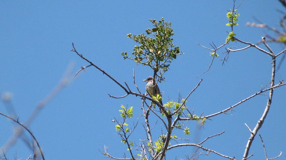 Western Kingbird - ML560835671