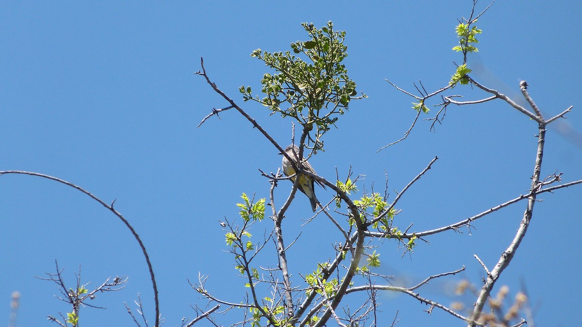 Western Kingbird - ML560835681