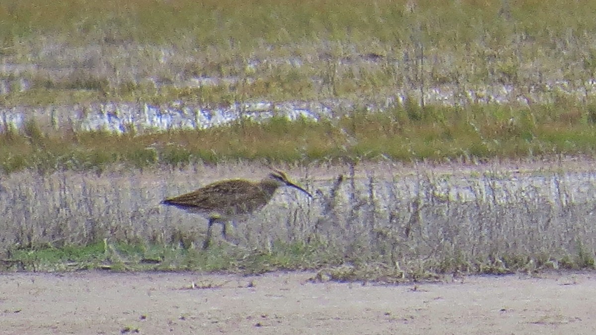 Whimbrel - Mike Hearell