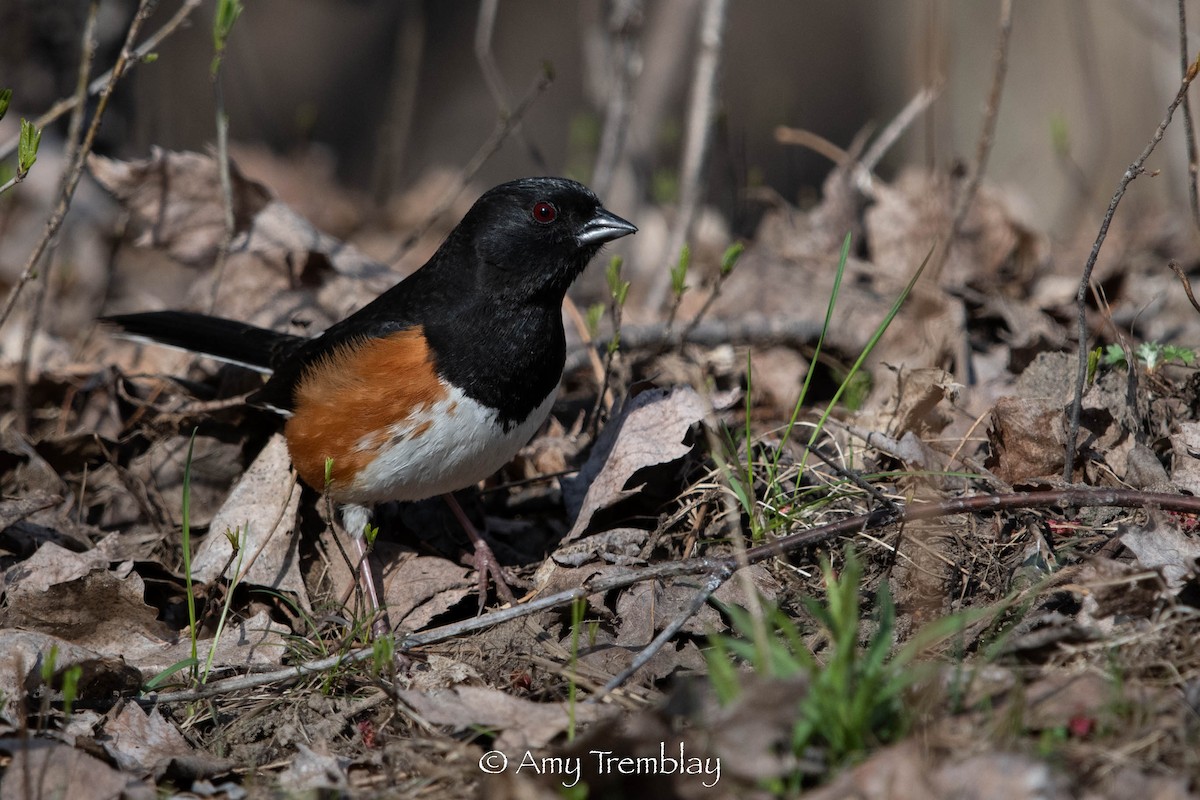 Eastern Towhee (Red-eyed) - Amy Tremblay