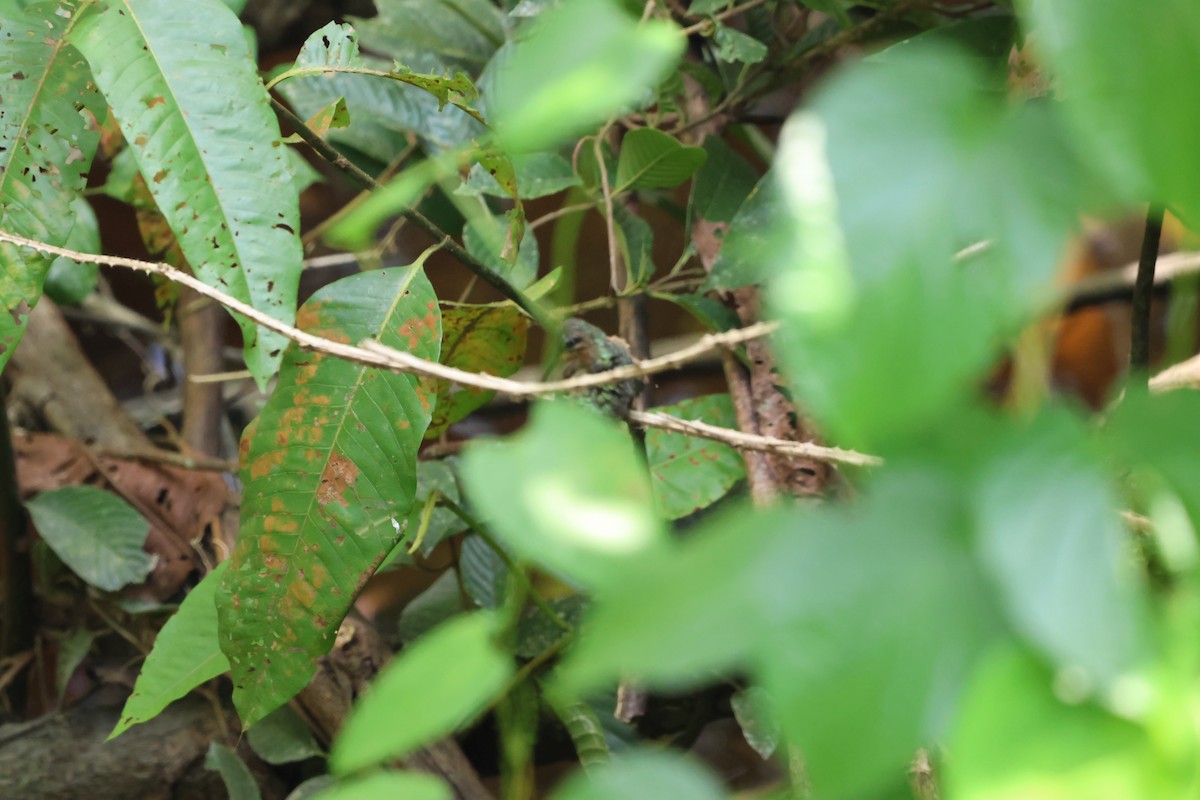 Black-throated Hermit - Liam Manderson