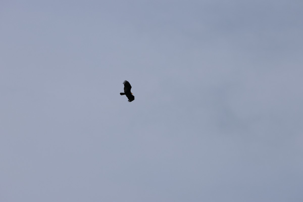 Greater Yellow-headed Vulture - ML560838961