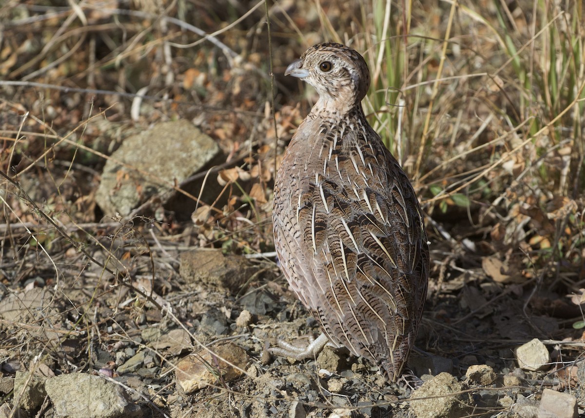 Montezuma Quail - RJ Baltierra